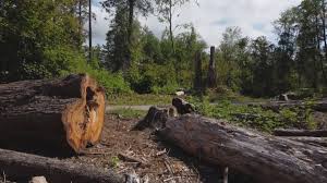 Best Tree Disease Treatment  in Sweetwater, TX