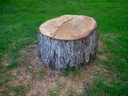 Tree and Shrub Care in Sweetwater, TX