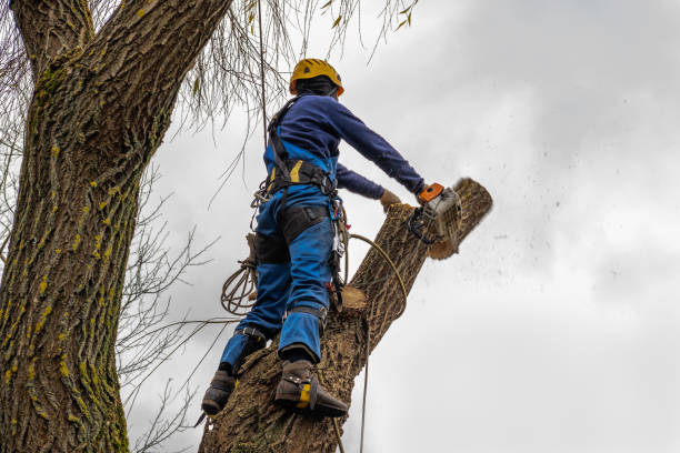 Best Arborist Consultation Services  in Sweetwater, TX