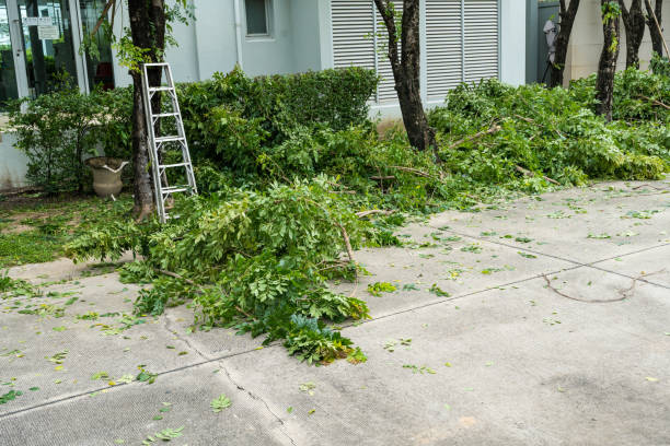 Best Lawn Disease Treatment  in Sweetwater, TX