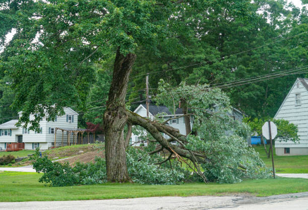 How Our Tree Care Process Works  in  Sweetwater, TX