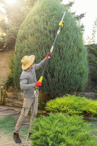 Best Palm Tree Trimming  in Sweetwater, TX