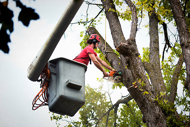 Reliable Sweetwater, TX Tree Removal Solutions